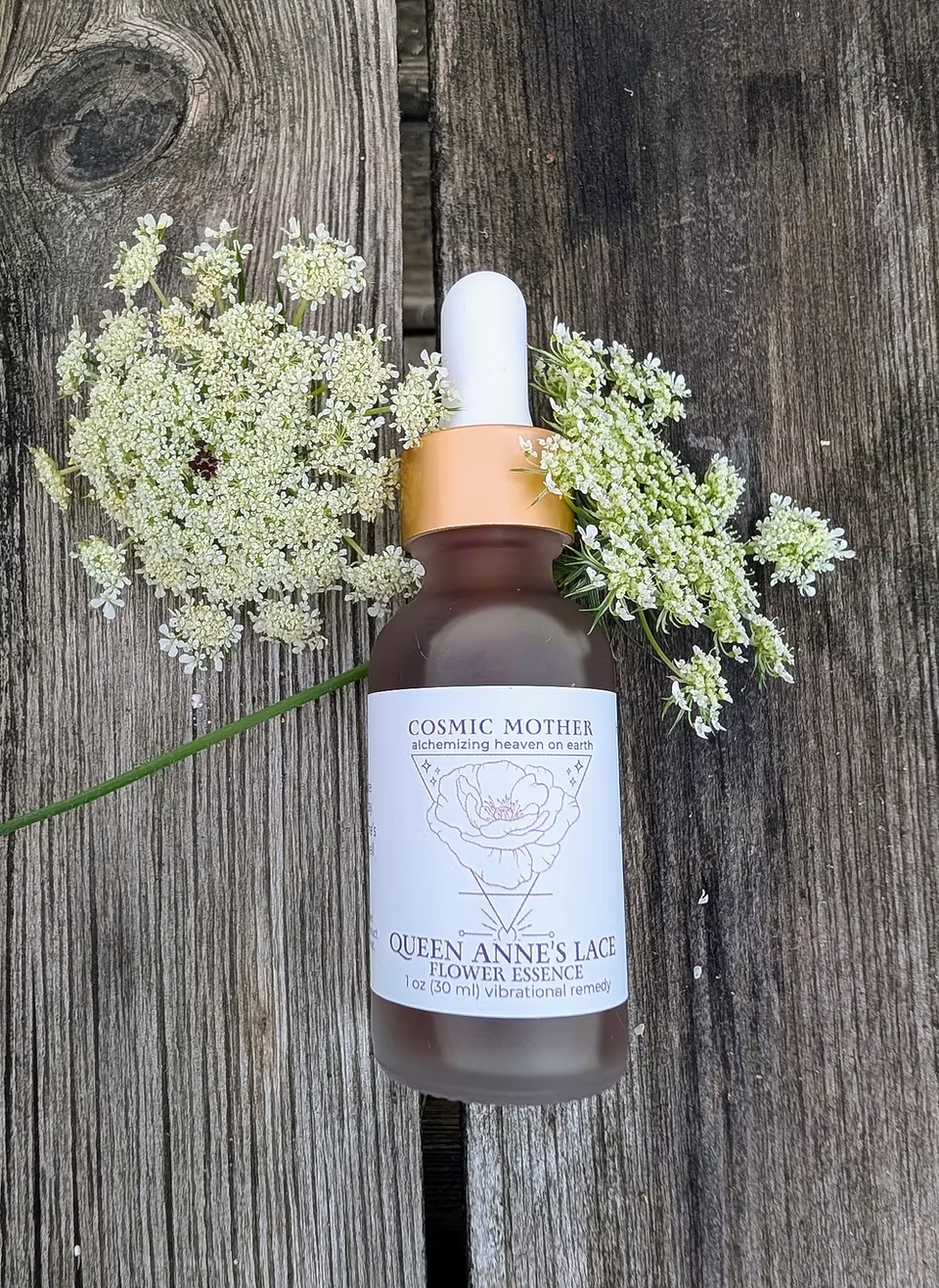 Queen Anne’s Lace Flower Essence | Vibrational Remedy