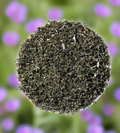 Catnip