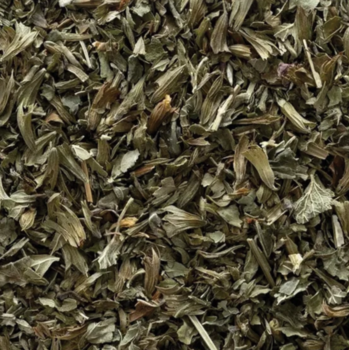 Lemon Balm Leaf