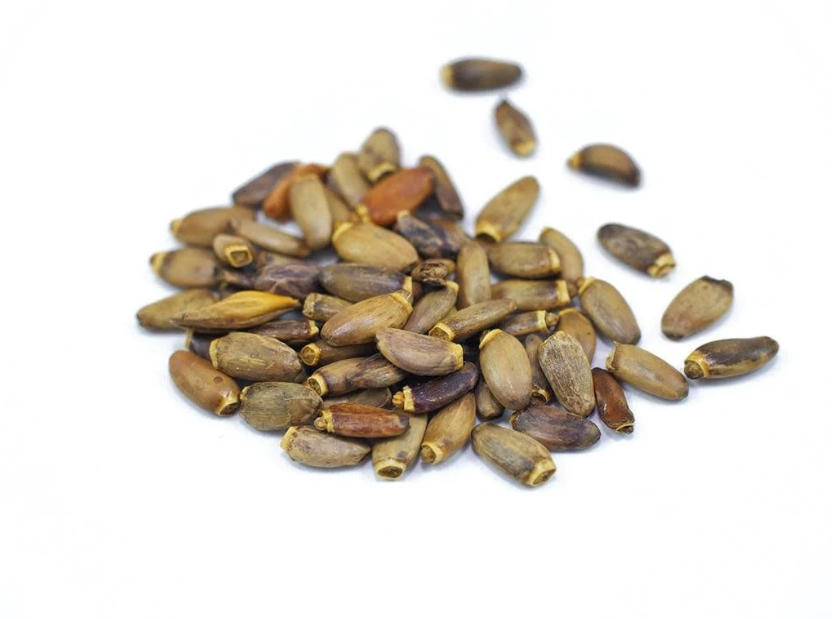 Milk Thistle Seed