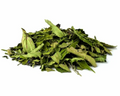 Vervain
