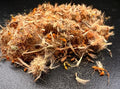 Arnica