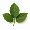 Blackberry Leaf