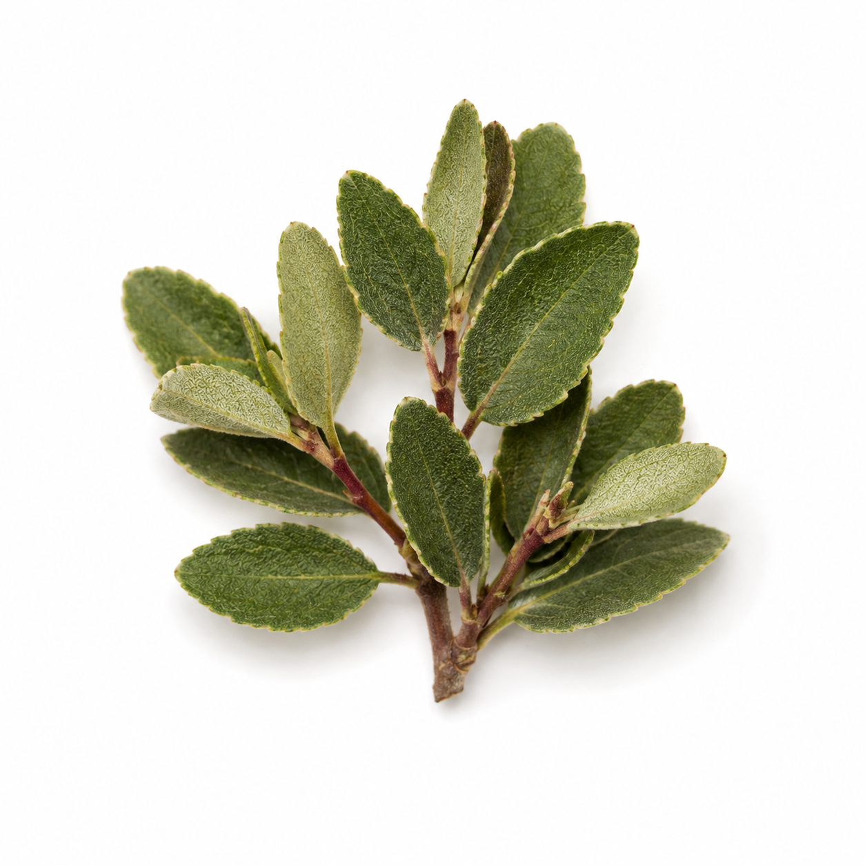 Chaparral Leaf