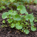 Gotu Kola