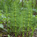 Horsetail Herb